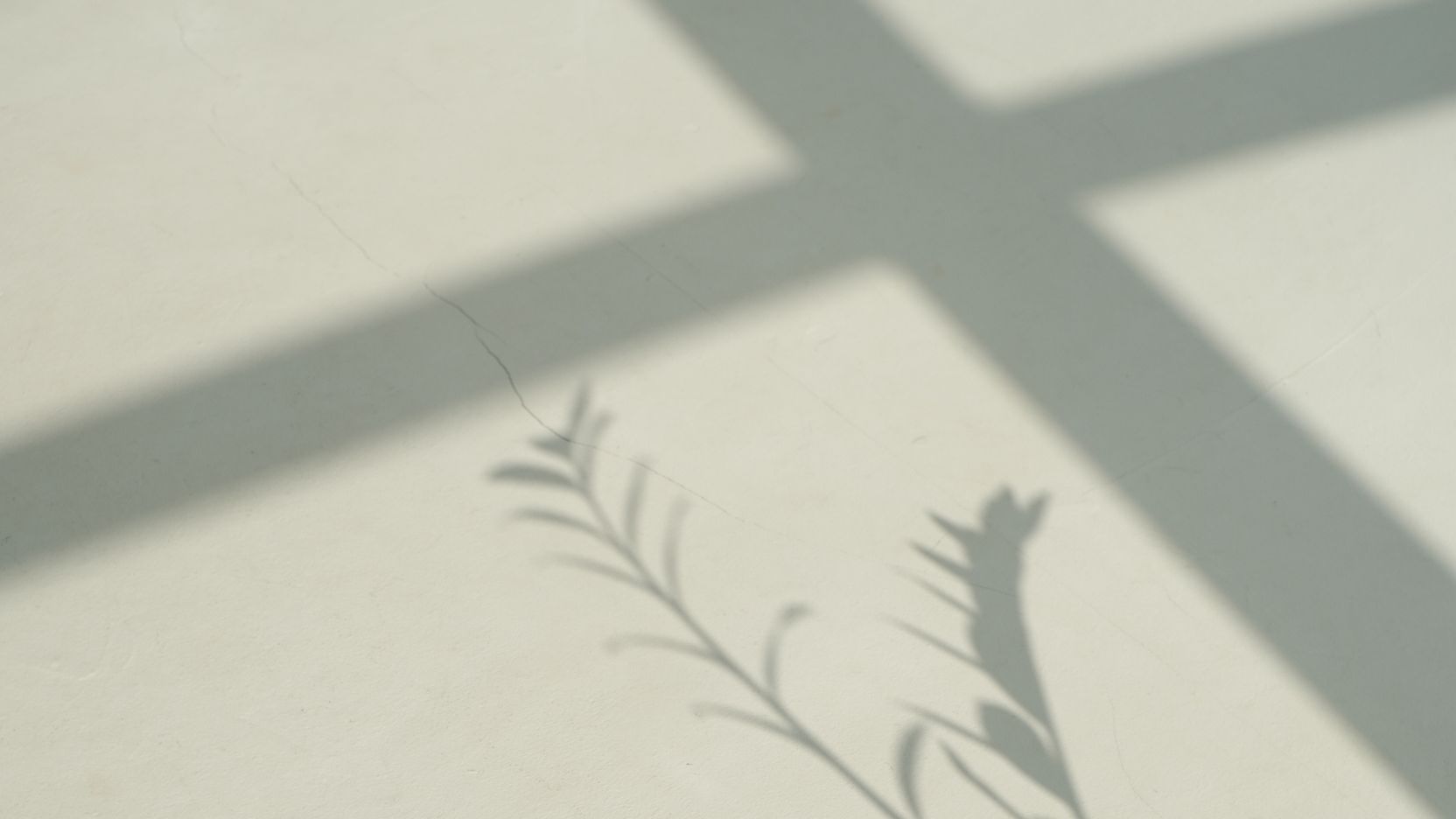 Ambiance douce de la retraite À l'écoute de tes émotions — ombres végétales sur mur clair